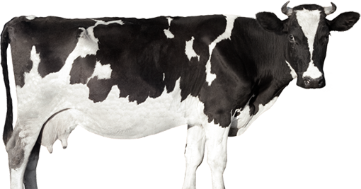 Calcium